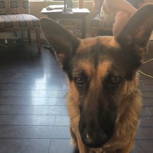 Meet your Posher, Heidi